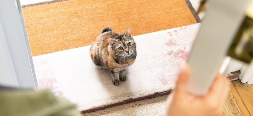 Вагітність кішки та пологи: від перших ознак до народження кошенят