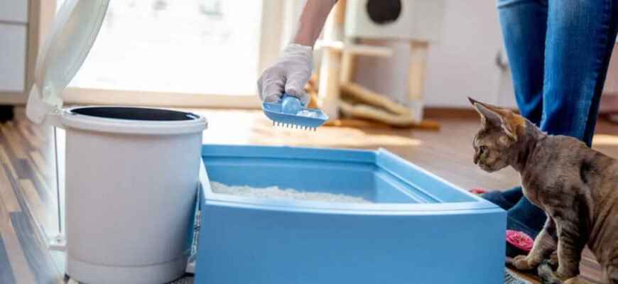 Коли кошенята починають ходити в туалет?