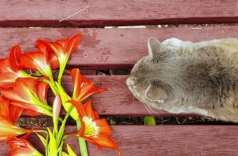 Чи отруйні лілії для котів?