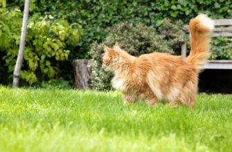 Як облаштувати безпечний сад вашому котику