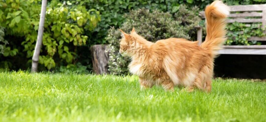 Як облаштувати безпечний сад вашому котику