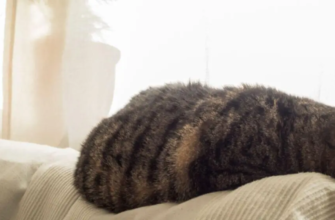 Епілепсія у котів