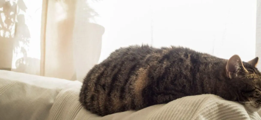 Епілепсія у котів