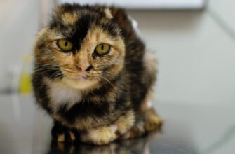 Рак шкіри у котів