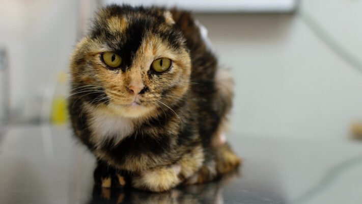 Рак шкіри у котів