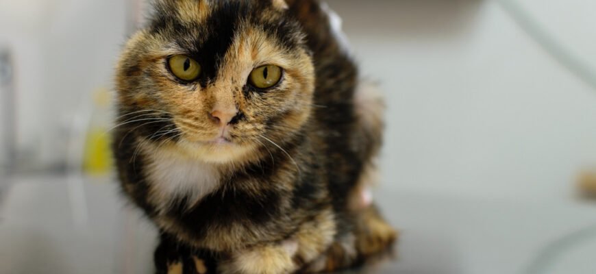 Рак шкіри у котів