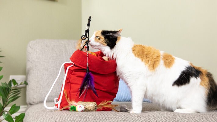 Коти і котяча м'ята