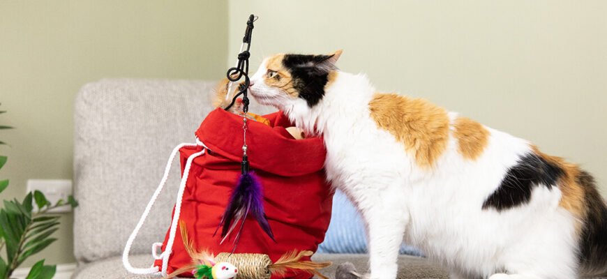 Коти і котяча м'ята