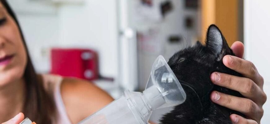 Астма у кота