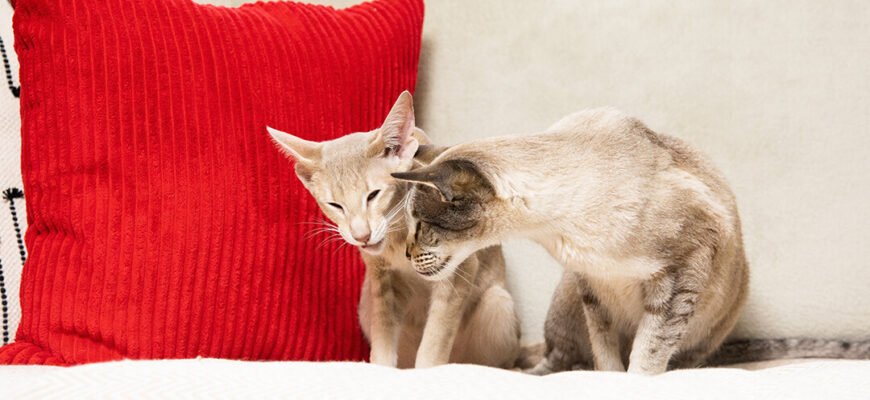 Дивовижні чуття котів