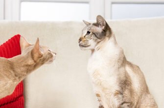 Артрит у кота