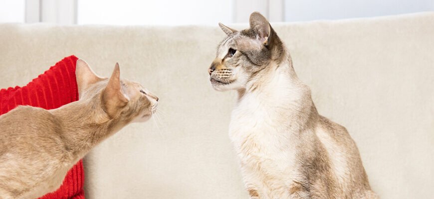 Артрит у кота