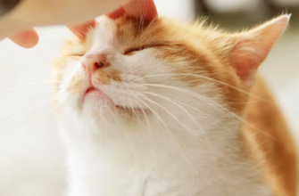 Чому кіт постійно голодний: причини підвищеного апетиту