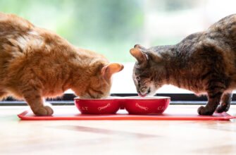 Як підтримувати травлення Вашого кота