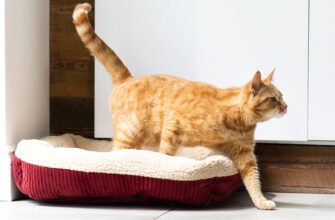 Чому коти махають хвостом?