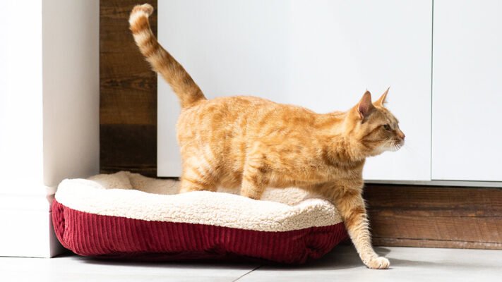 Чому коти махають хвостом?