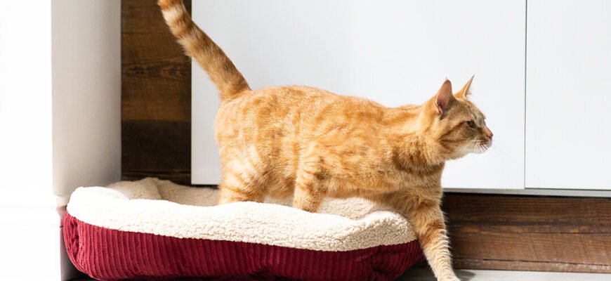 Чому коти махають хвостом?