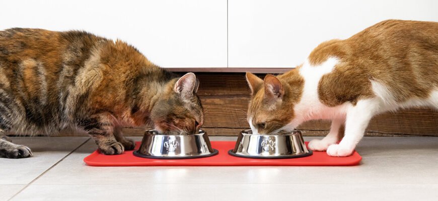 Комбіноване харчування дорослої кішки Комбіноване харчування дорослої кішки