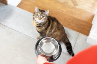 Харчова алергія у котів