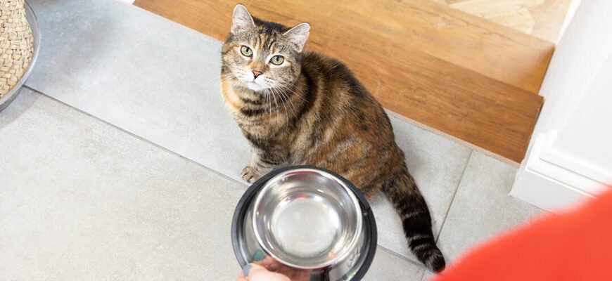 Харчова алергія у котів