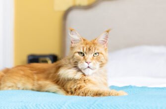 Ниркова недостатність у котів: симптоми, лікування та прогноз життя