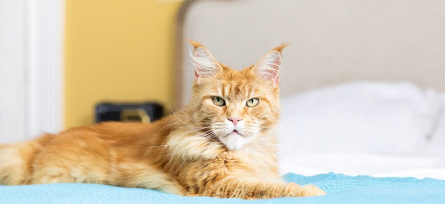 Ниркова недостатність у котів: симптоми, лікування та прогноз життя