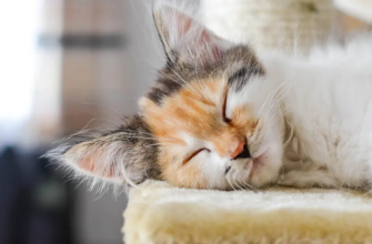 Наскільки розумні коти?