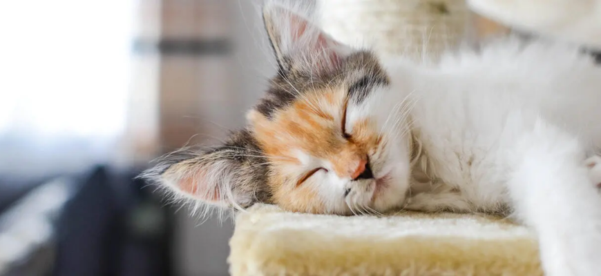 Наскільки розумні коти?