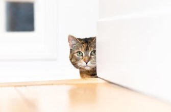 Страхування котів і кошенят