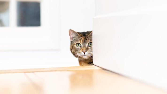 Страхування котів і кошенят