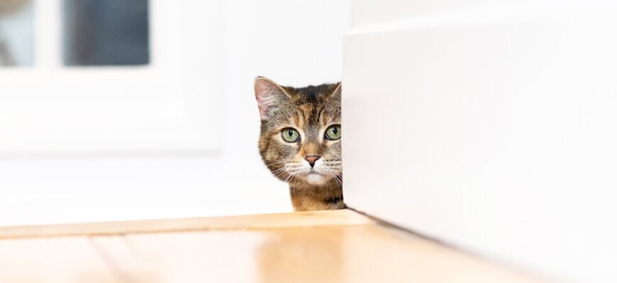 Страхування котів і кошенят