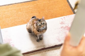 Усе про вуличних котів