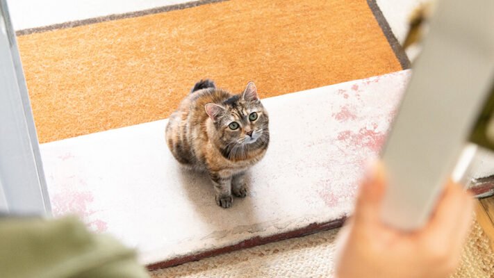 Усе про вуличних котів