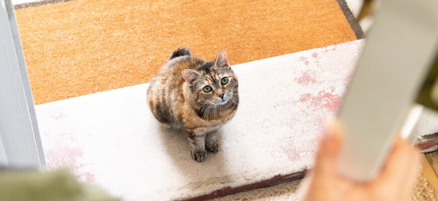 Усе про вуличних котів