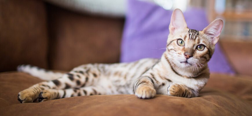 Блювота у кота