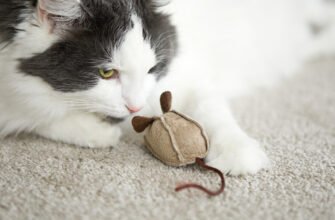 8 міфів про котів