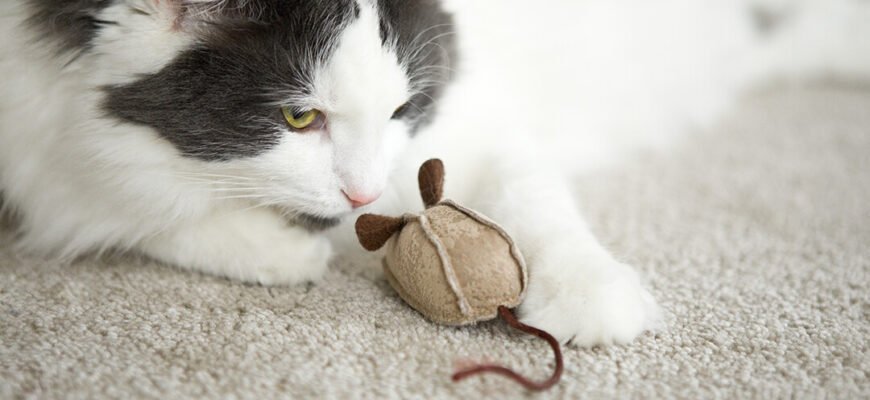 8 міфів про котів