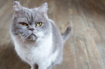 Стоматит у кота