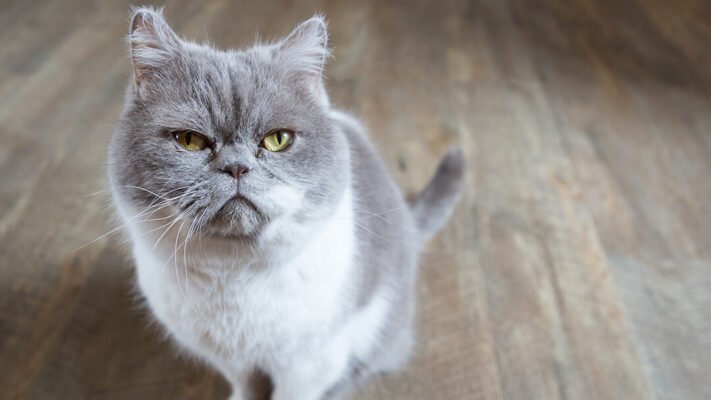 Стоматит у кота Стоматит у кота