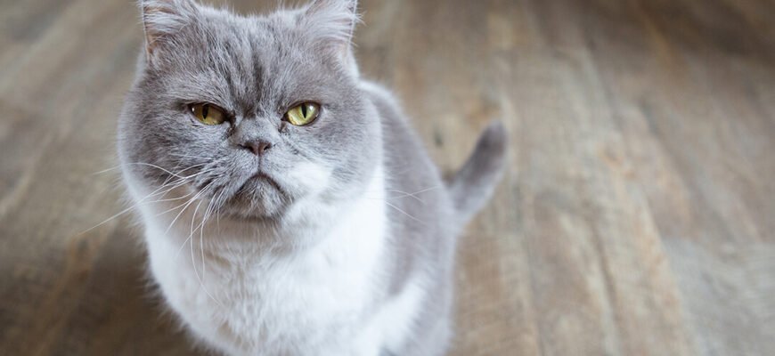 Стоматит у кота