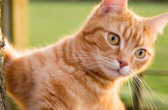 Чипування кота