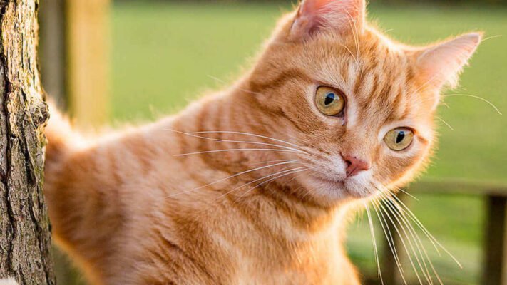 Чипування кота