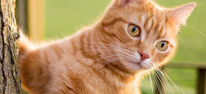 Чипування кота