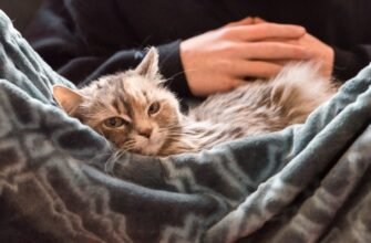 Анемія у котів: причини, симптоми, профілактика