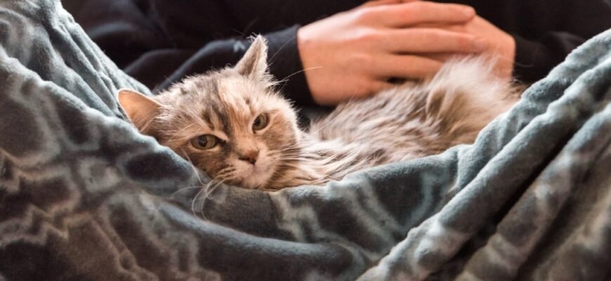 Анемія у котів: причини, симптоми, профілактика