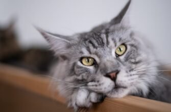 Хламідіоз у котів: чому сльозяться очі та як врятувати зір улюбленця