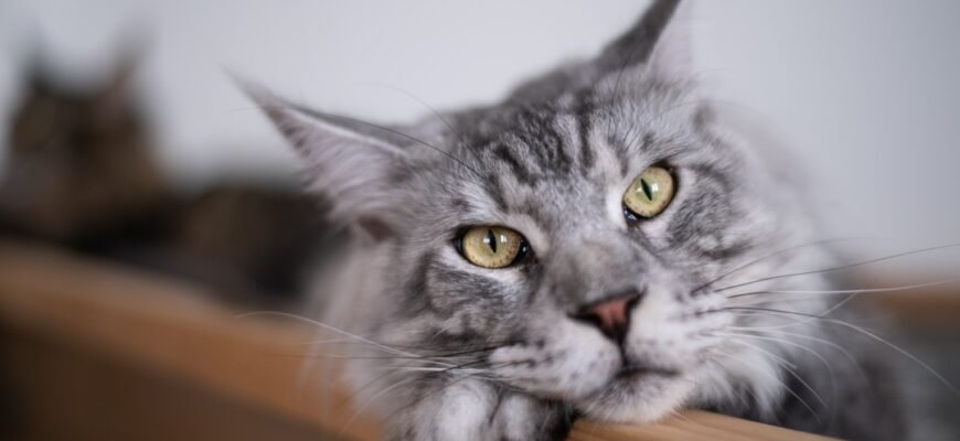 Хламідіоз у котів: чому сльозяться очі та як врятувати зір улюбленця