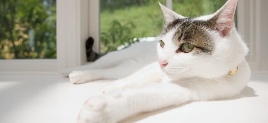 Чи потрібен коту нашийник?