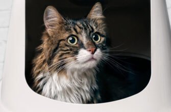 Нетримання сечі у кота