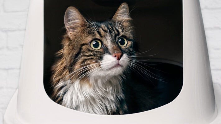 Нетримання сечі у кота